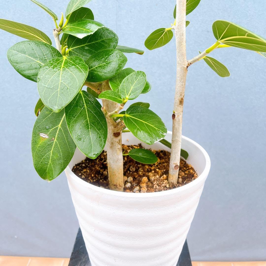 現品　フィカス　ゴムの木　ベンガレンシス　18番　インテリアグリーン　観葉植物 Amazon｜フィカス ゴムの木 ベンガレンシスインテリアグリーン 観葉