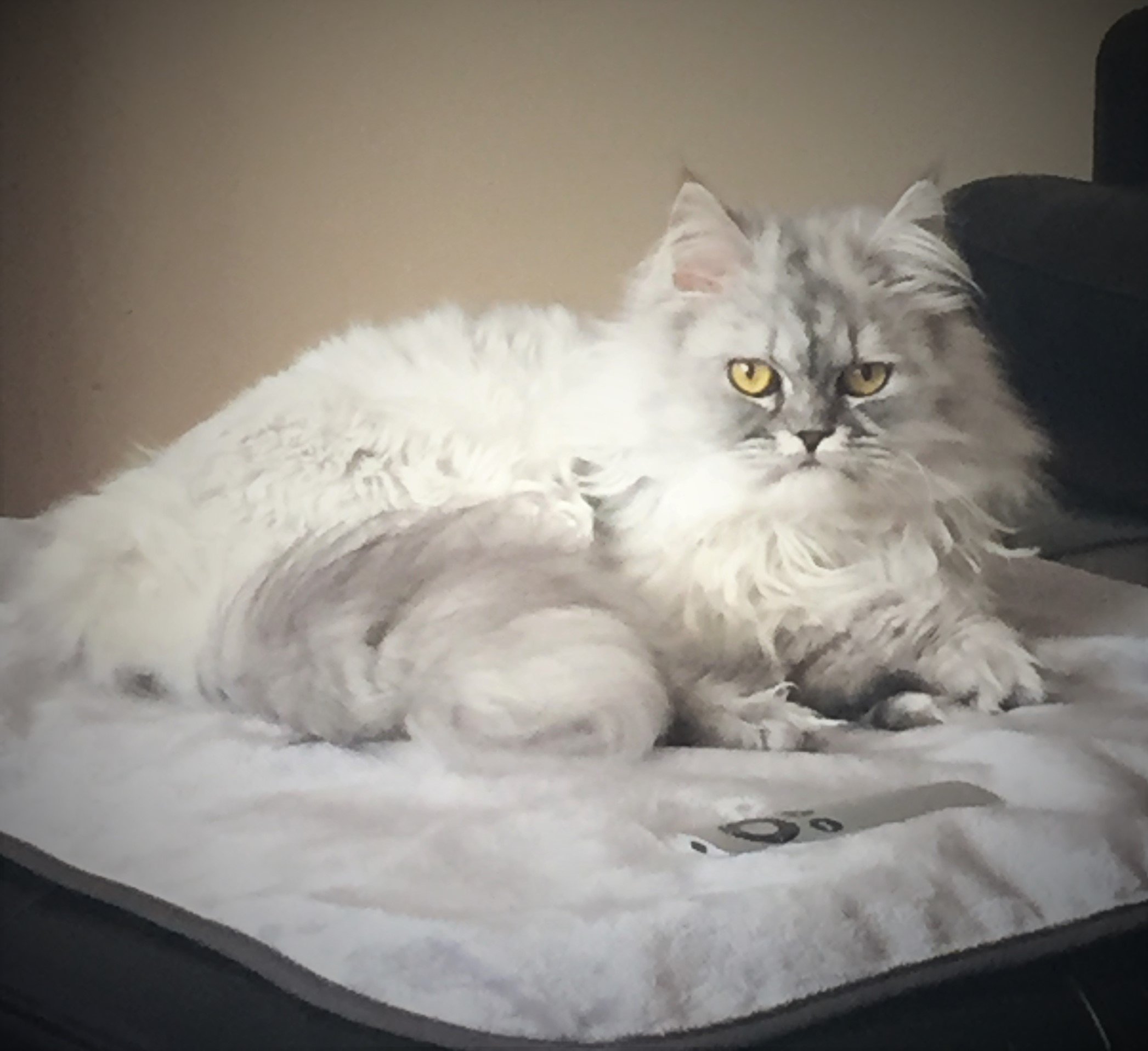 Mambe100% Waterproof Silky Soft Throw for Dogs, Cats, and People (Medium 60"x 60", Buff-Dove)