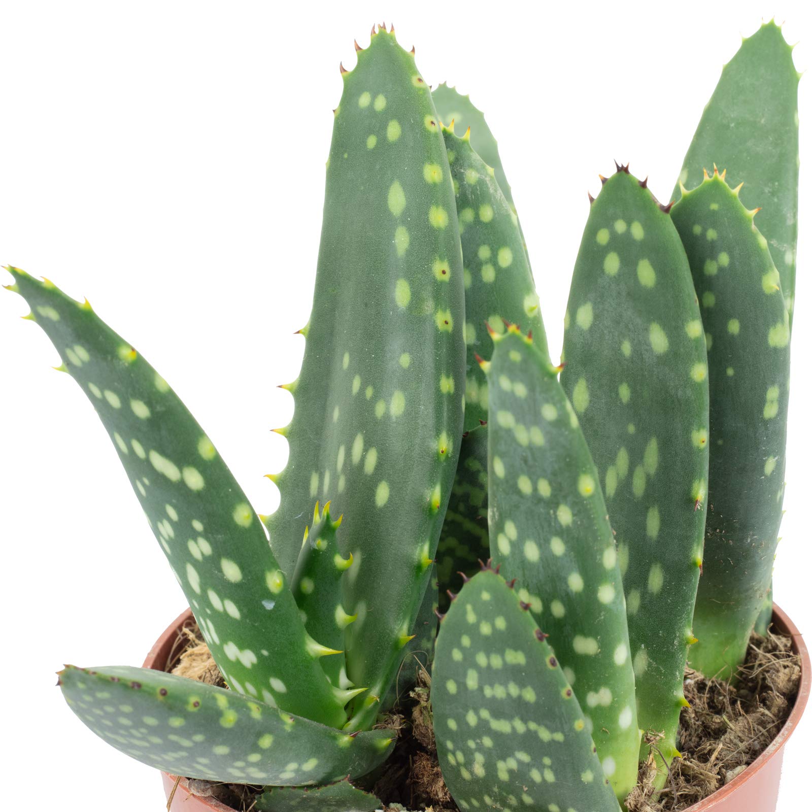 Aloe 'Jurassic Dino' Real Indoor Plant, Aloe Paradisicum, Height Approx. 20  cm, Pot Diameter 10.5 cm : Amazon.de: Garden