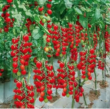 100 Waterfall Tomato Seeds, Tomatoe, Rare Tomatoes, Vegetable Easy to Grow,Huge Yields