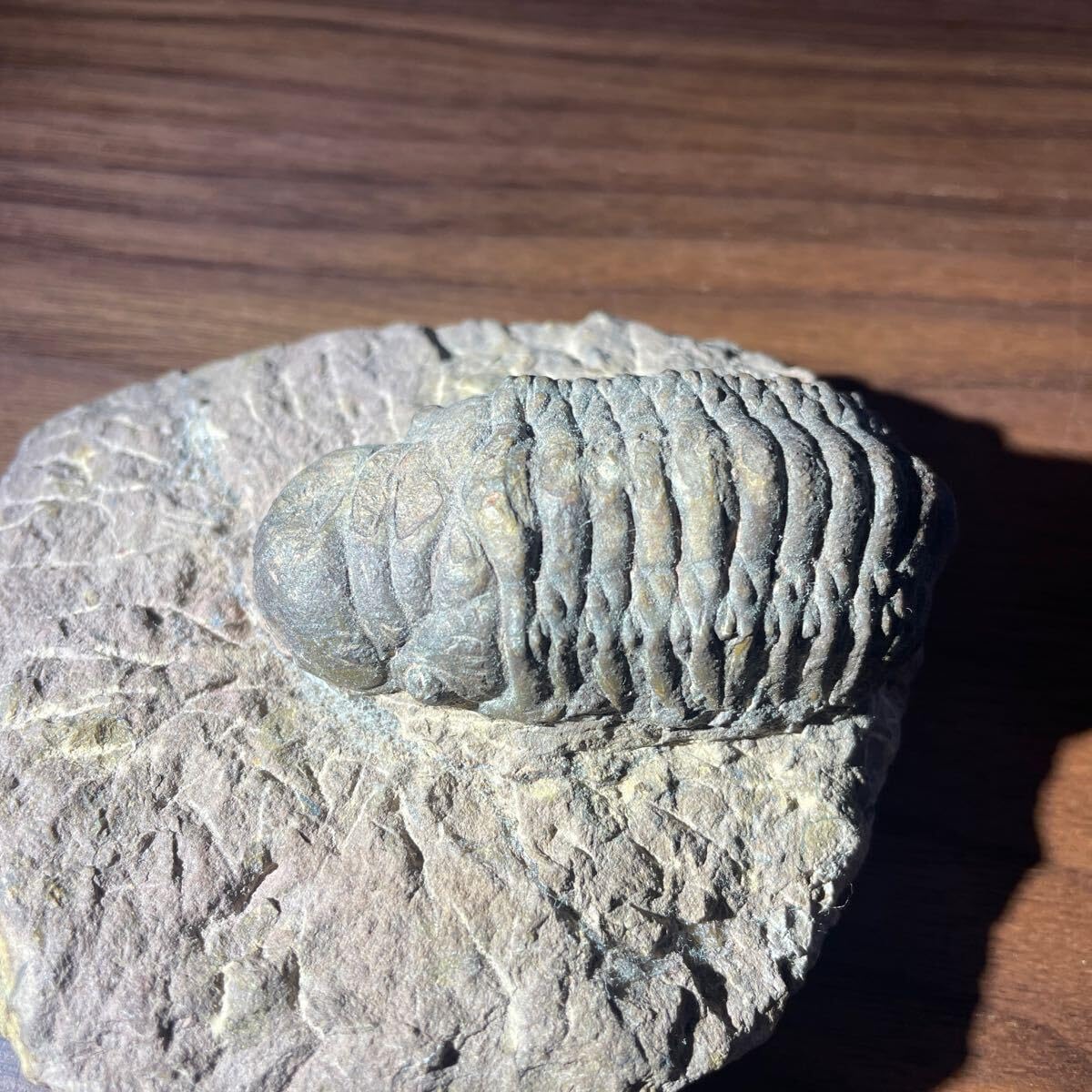 gibbus）の化石 三葉虫クロタロセファリナ・ギブス（Crotalocephalina