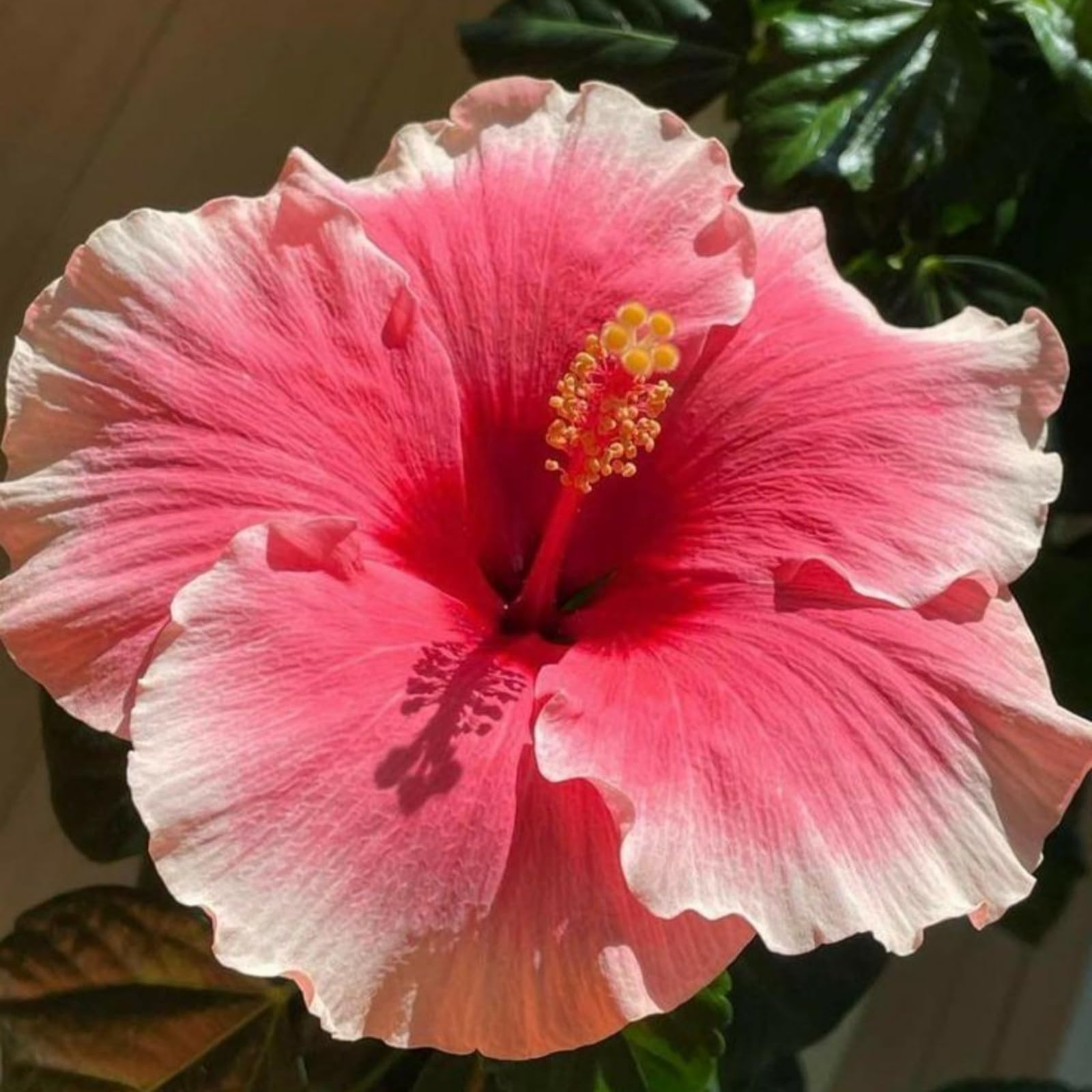 Landscape Hibiscus โ Premium Rootstock โ Classic Double Blooms โ Easy to Care Indoors or Outdoors/that Grow Fast/Golden Jade Carving-2 Root-I