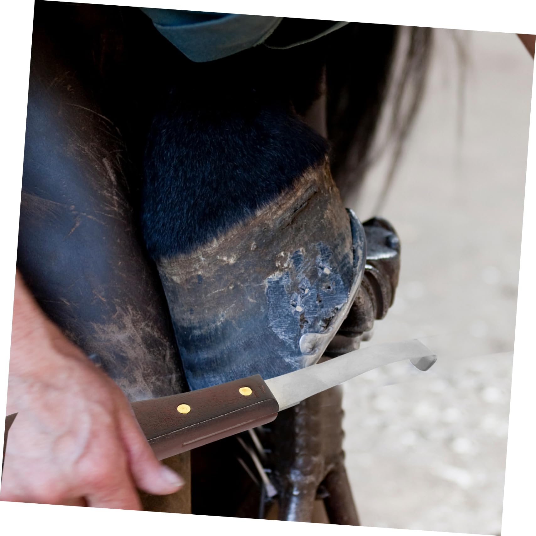 Kisangel Coupe-Sabots Résistant à l'usure, Outil Pratique Professionnel à Double Tranchant en Acier Inoxydable et Bois pour Droitier Soin des Sabots de Chevaux