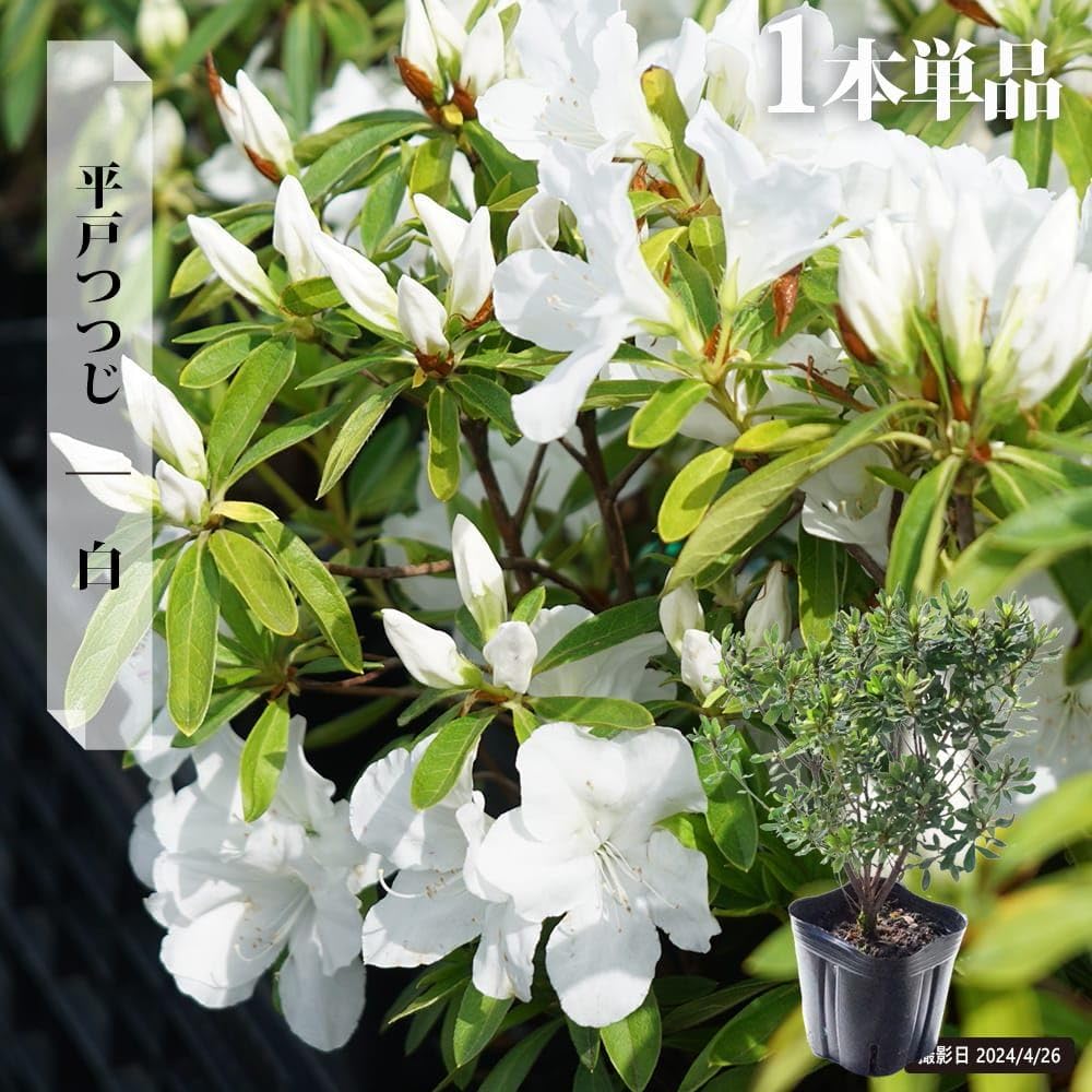 Amazon.co.jp: 平戸ツツジ 【白八重】 4号ポット苗 : DIY・工具