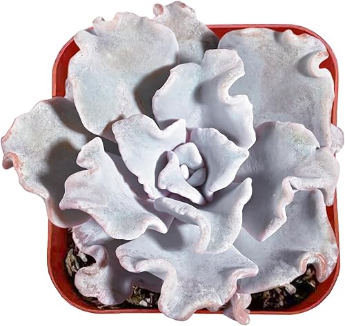 Sprout N Green Rare Suculenta Echeveria 'Crispate Beauty', 1 planta suculenta viva totalmente enraizada en maceta de 2 pulgadas, planta de casa para