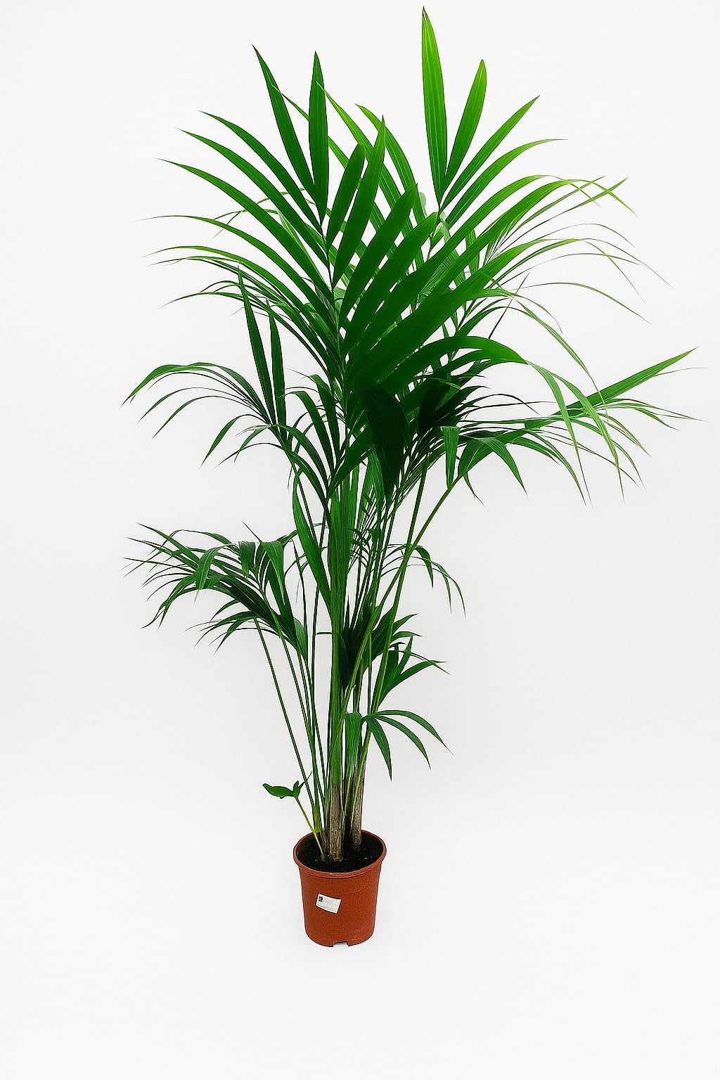 Garden Center Shop | Palmera Natural | Kentia Forsteriana 160-170 cm | Planta de Interior Elegante | Bajo Mantenimiento y sostenible | Maceta 21cm