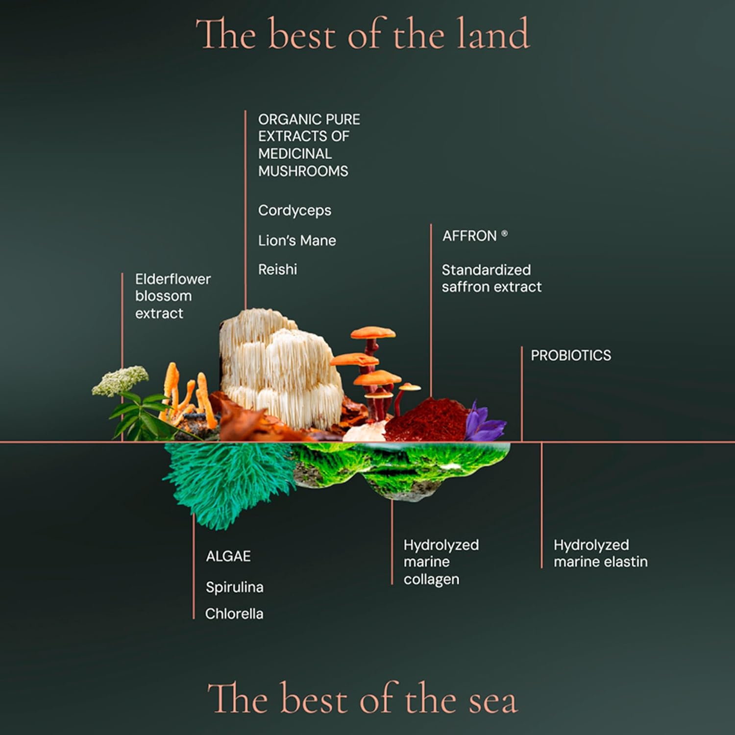 HIFAS DA TERRA Optimum Welcome Pack for Women - Mushroom Supplement, Mushroom Complex with Cordyceps & Lions Mane, Adaptogenic Extract Powder Pills for Focus & Energy - 1 Jar + 60 Capsules - Image 8