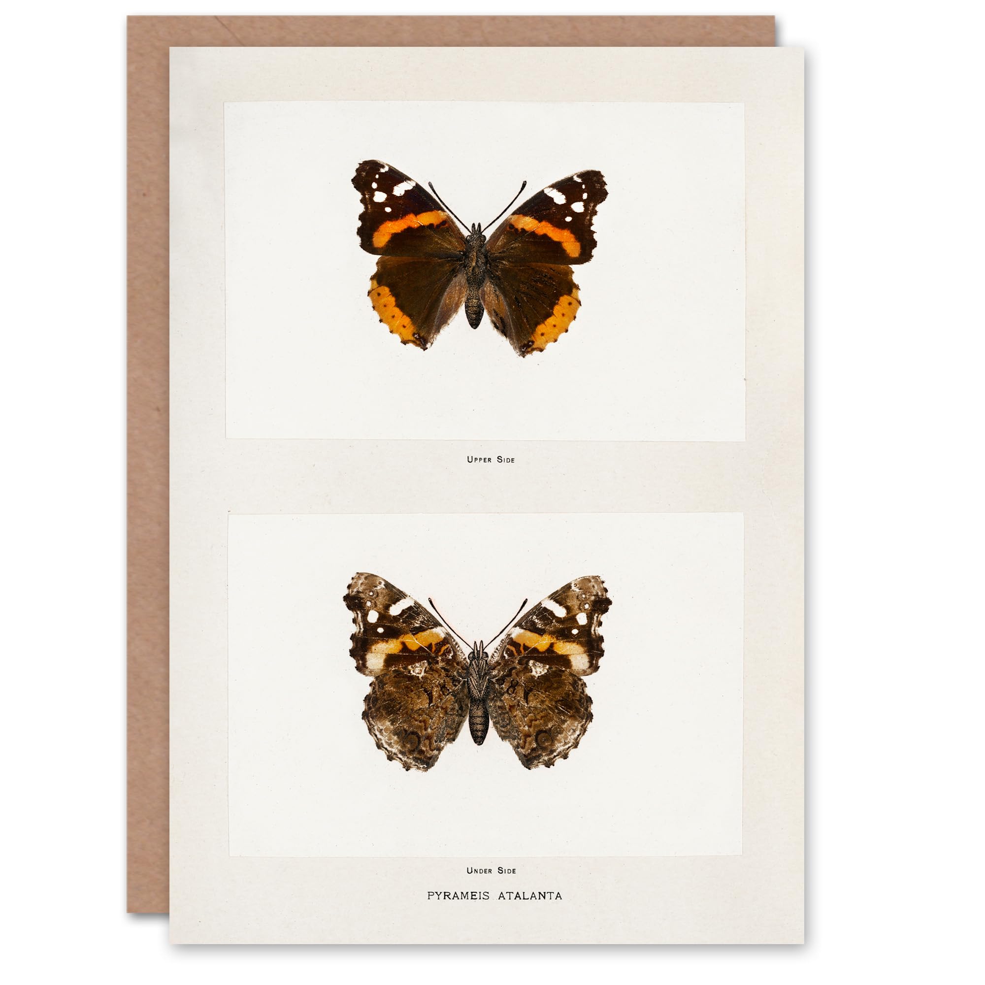 Artery8 Sherman Denton Art Card Red Admiral Butterfly Vintage Illustration