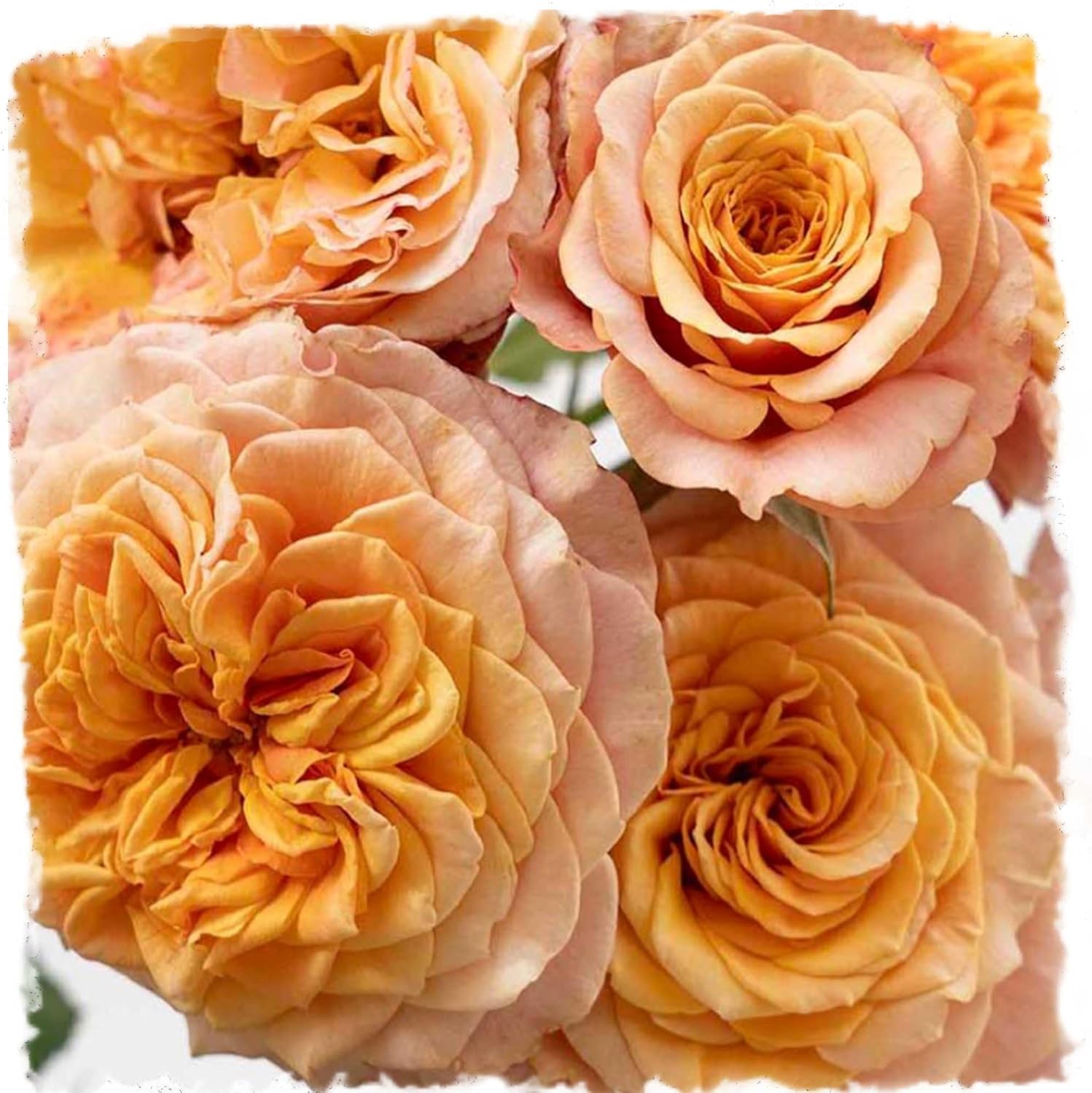 Crazy Love Rose 1.5 Gallon Potted, Own Root Live Plant, Orange Flowers Heavy Reblooming Floribunda, Stargazer Perennials