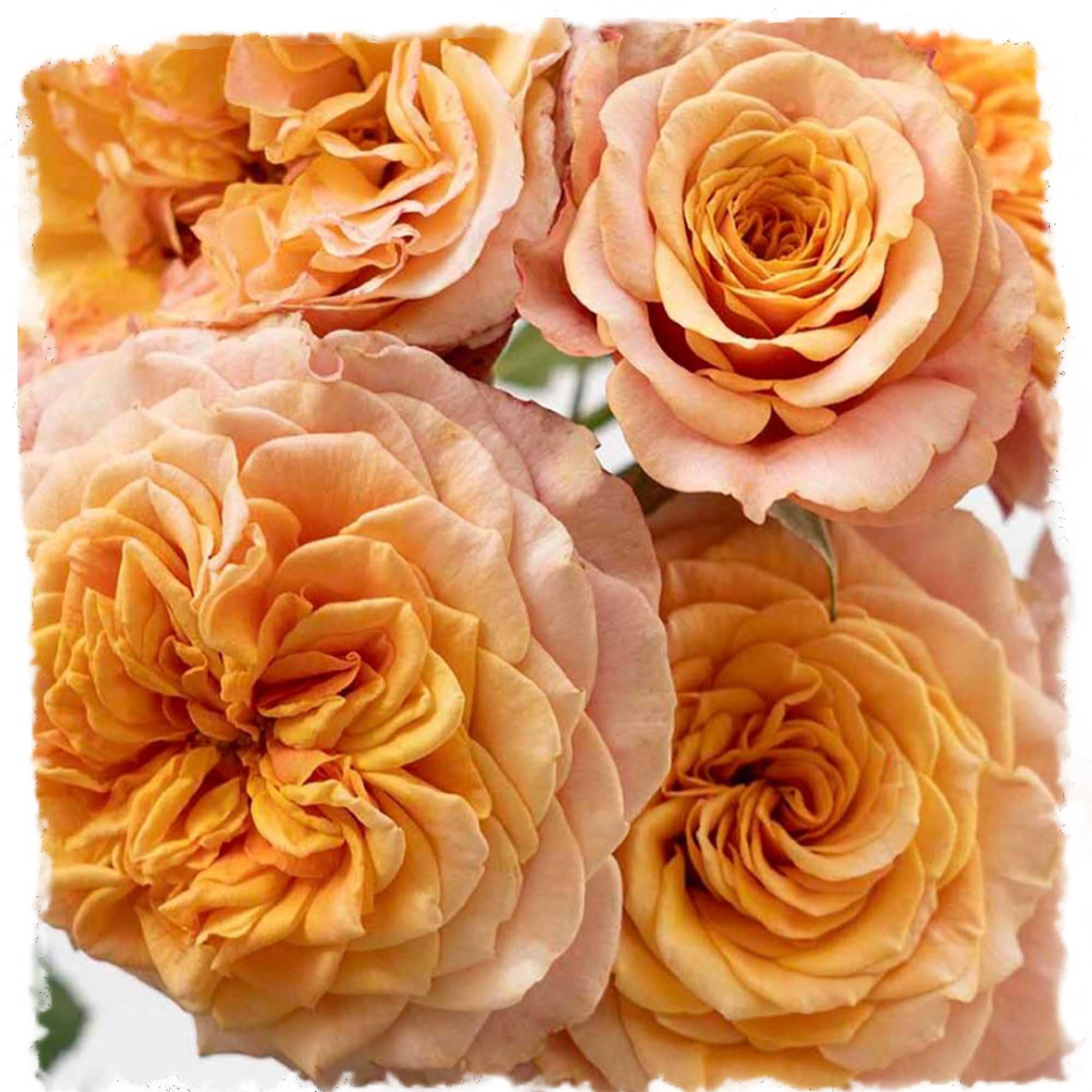 roseページ The-Beauty-of-Origami-