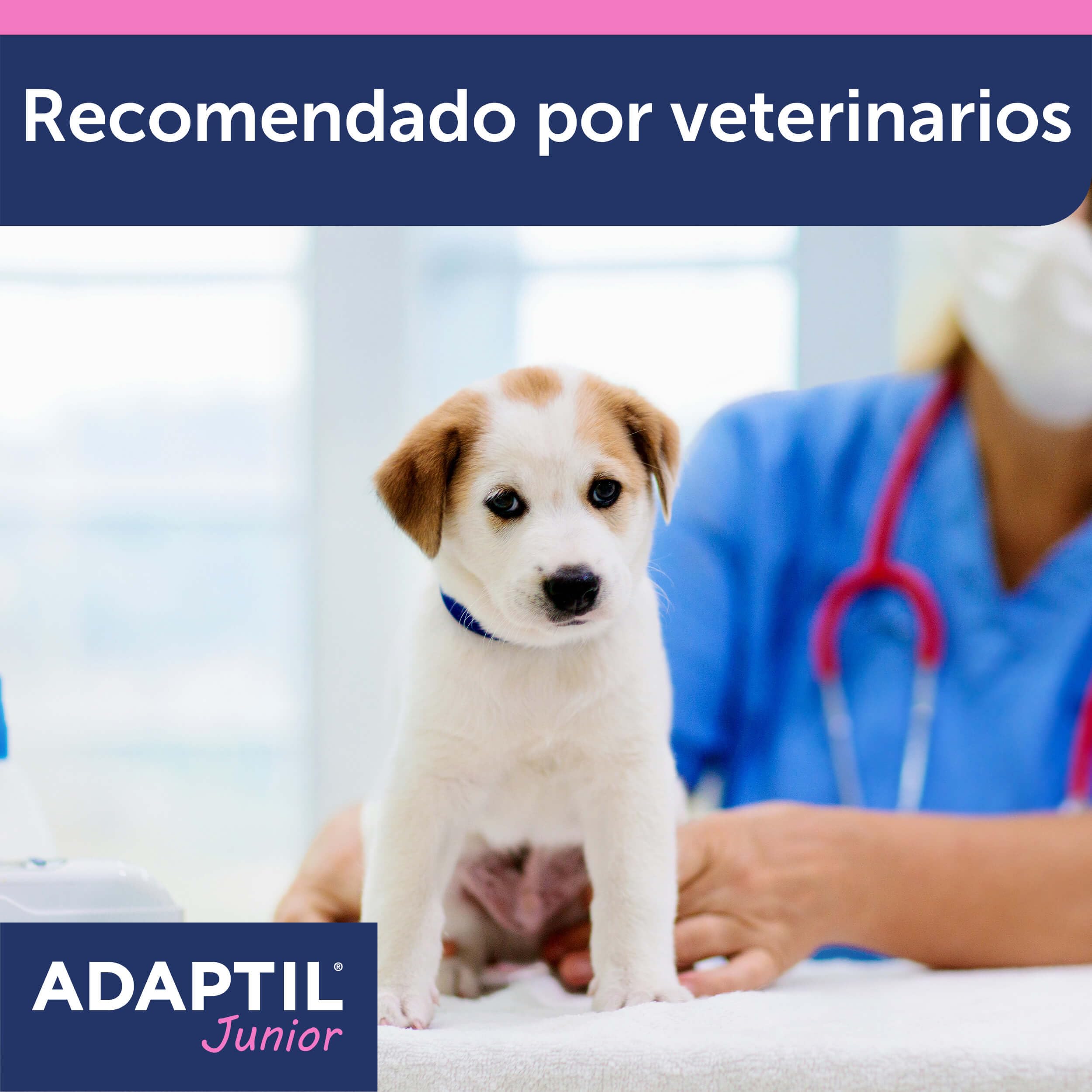 Adaptil Junior - Antistress per i Cuccioli - Adeguamento alla casa, l'apprendimento, l'educazione, Lloros, Era Solo - Collare per Cuccioli