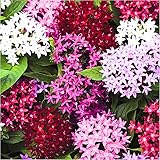 3 Mixed Ixora Plants Live, Flowering Ixora Bush Shrub, 5-9” Tall, Tropical Ixora Well-Rooted for Planting Home Garden