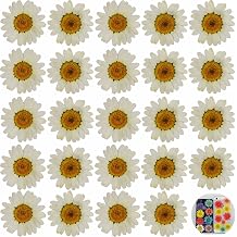 24 PCs White Daisy Real Natural Dried Pressed Flowers for Candle Making Art Craft DIY