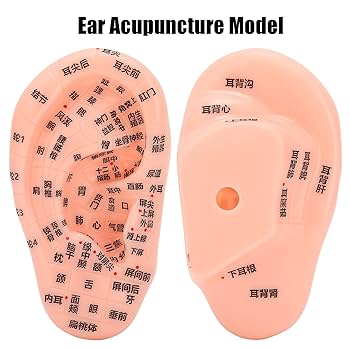 Amazon.co.jp: イヤーゾーンモデル 1個 耳ツボ 圧力ポイント Amazon.co.jp: イヤーゾーンモデル 1個 耳ツボ 圧力ポイント