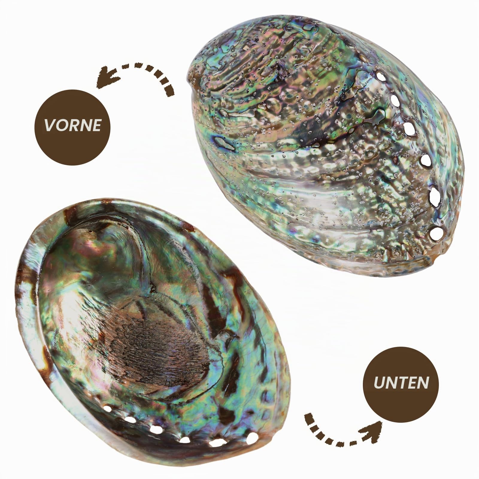 Veemoon Natürliche Abalone-Schale Shell Desktop Tank Zubehör Strand Räucherstäbchen Poliert Hoch DIY Anhänger Wohnschmuck Poliert Ring Tisch cm Paua für Halter Clearing Bowl Coastal Large Dekorative