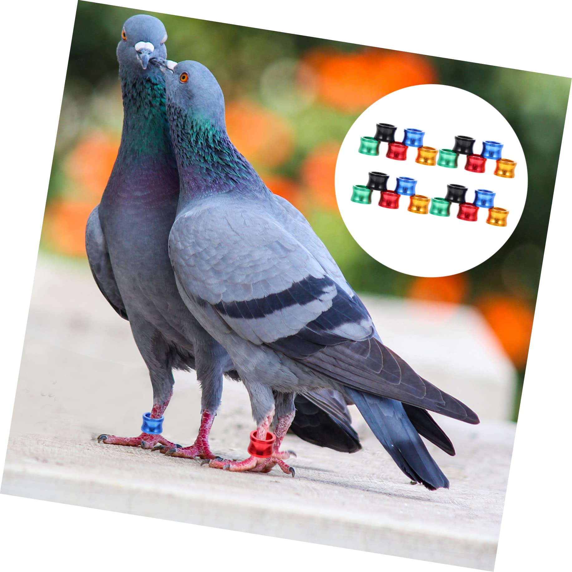 pájaro con las piernas cerradas, Bandas for patas de pájaros, paloma, paquete 20, 0,80x0,,80cm(As Shownx2pcs)