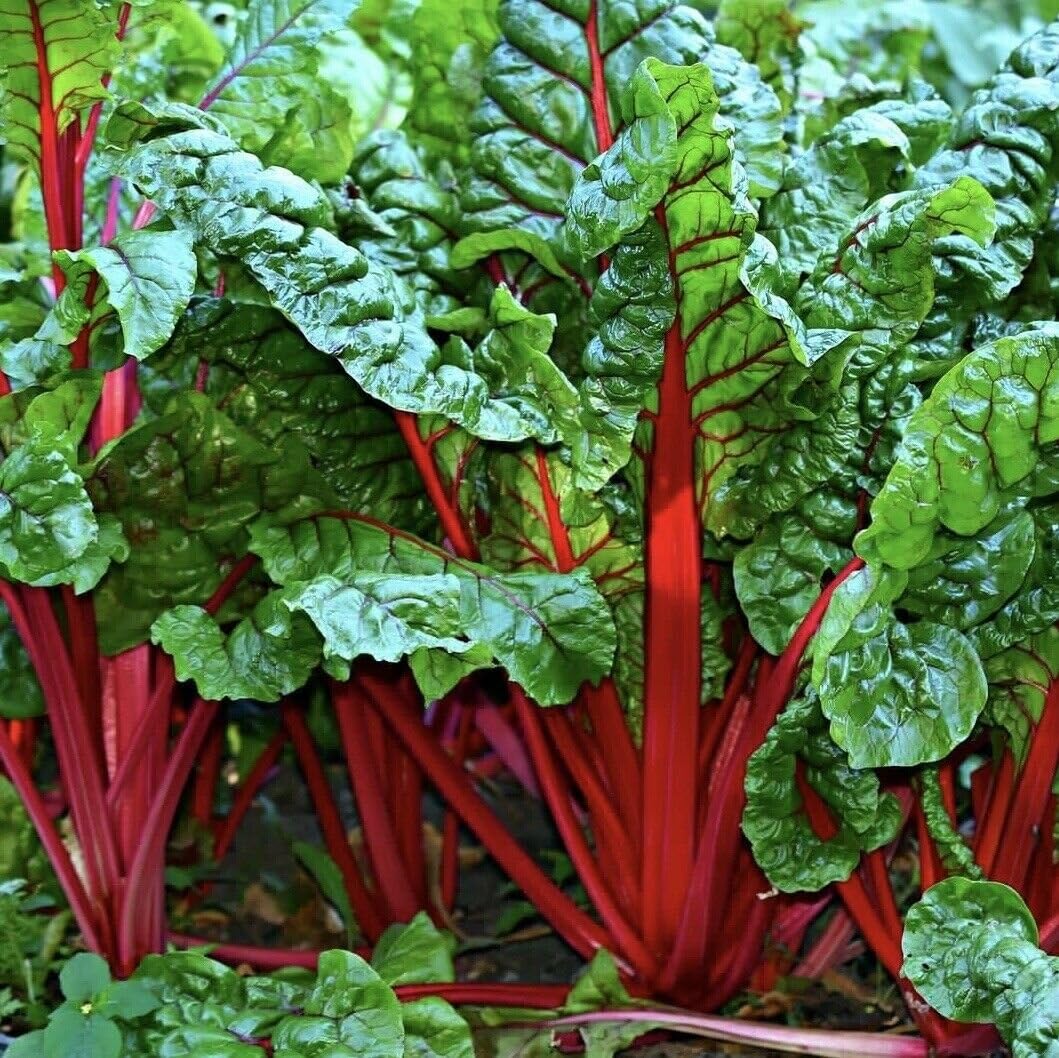 Swiss Chard Seeds Ideal for Terrace and Home Gardening Lucullus Yellow and Imported Red Varieties for Vibrant Collard Leaves and Mixed Combos (B0CLNXT39X) Amazon Price History, Amazon Price Tracker