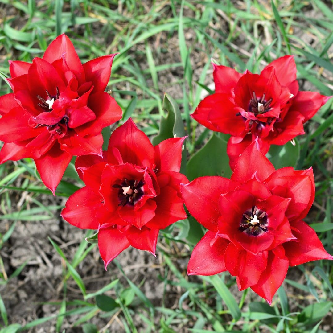 Tulip 'Double Red Riding Hood' – Dwarf Tulip with Double Scarlet Flowers and Mottled Purple Foliage, Perfect for Patios, Borders & Containers, Early Spring Bloom – 16x Bulbs by Thompson & Morgan