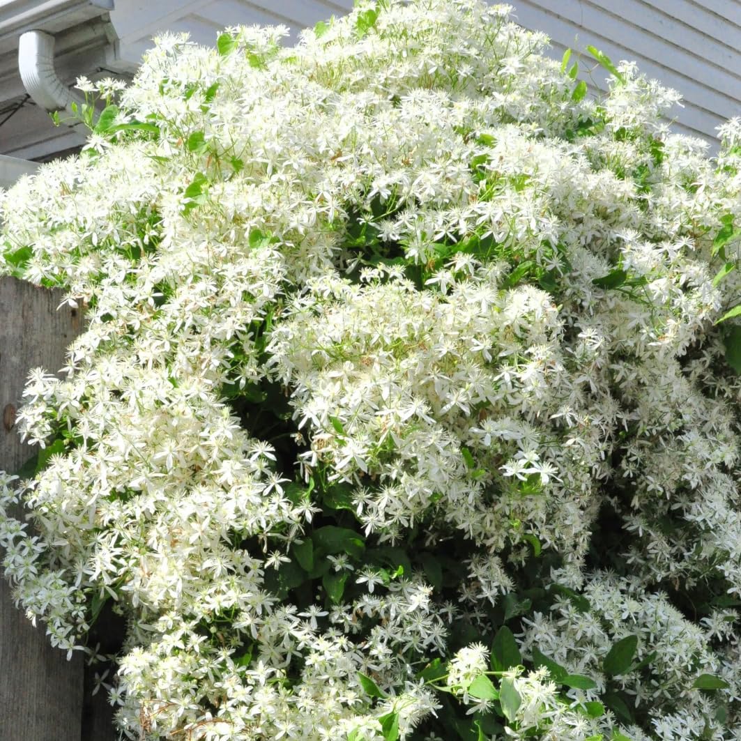 3 Clematis Plants Live Trees Seedlings, Sweet Autumn Clematis Vine in 4-inch Pot, Dormant in Winter, Spring Blooms