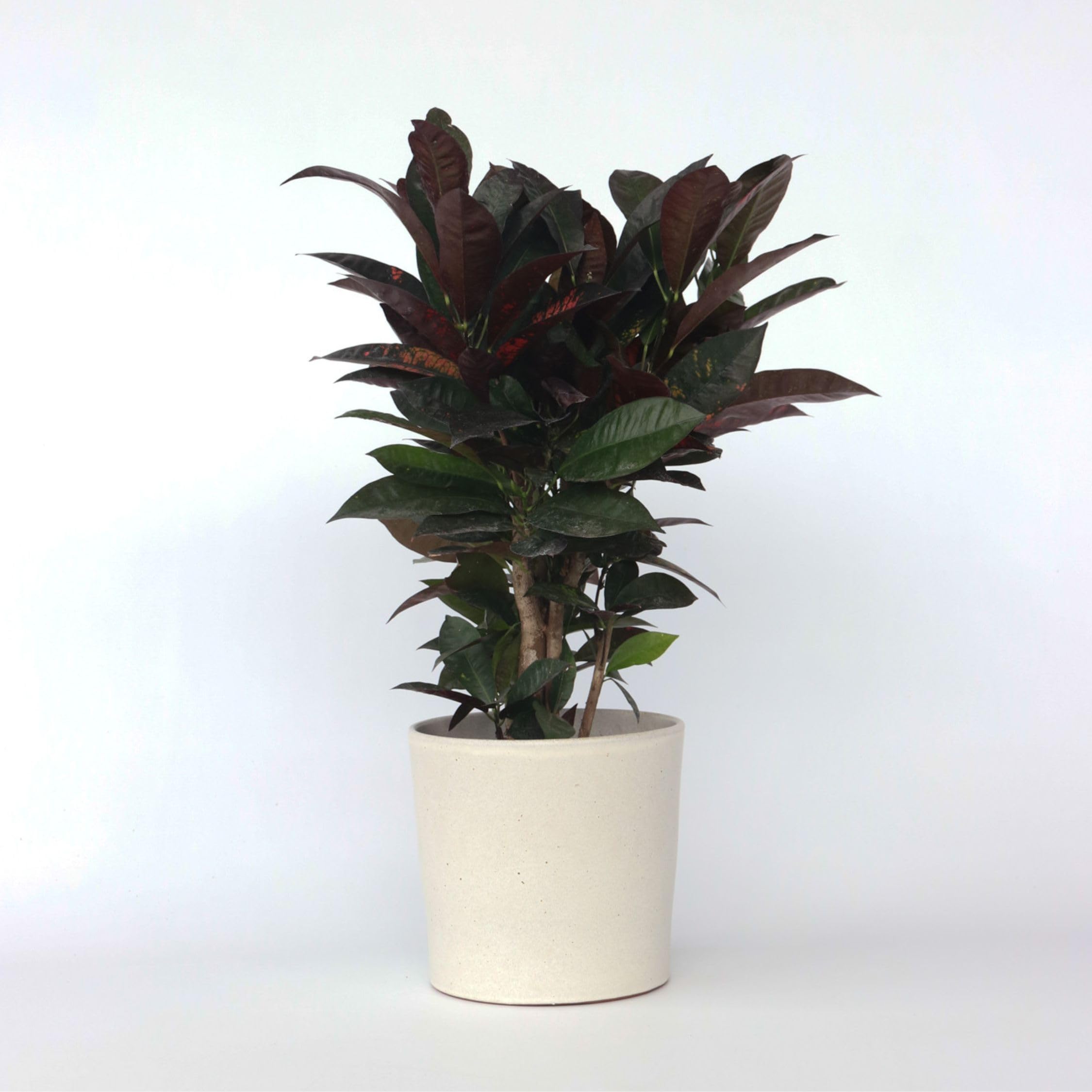 Plant in a Box - Codiaeum variegatum 'Mrs. Iceton' - Plante d'intérieur unique - Change lentement de couleur - Pot 19cm - Hauteur 60-70cm