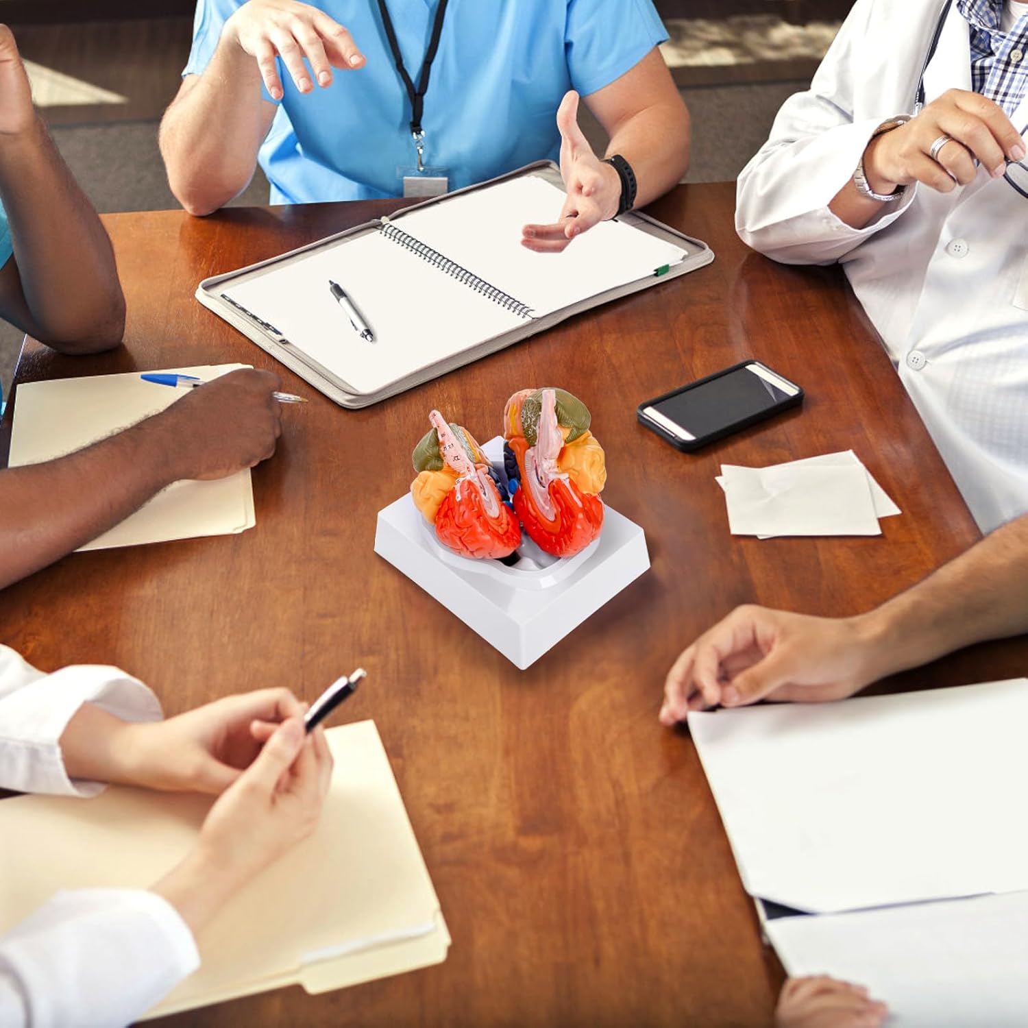 ZENFUN Life-Size Human Brain Anatomical Model, Color-Coded Partitioned Brain, 2 Parts, Anatomically Accurate Brain Model for Science Classroom Study Display Teaching Medical Model