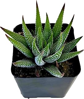 Fat Plants San Diego Living Indoor Succulents and Cactus Rooted in Plastic Planters with Soil (2.5 Inch, Haworthia concolor)