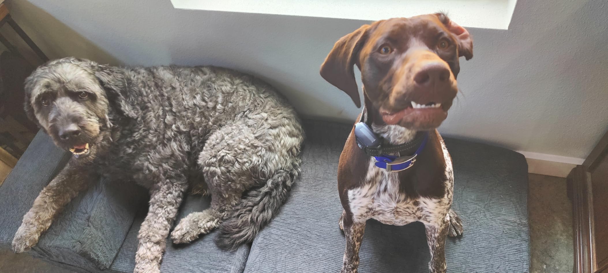 4-in-1 Folding Sofa Bed – Memory Foam Sleeper Chair, Black Grey photo review