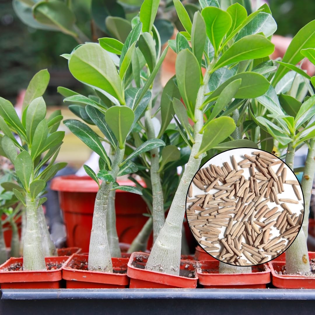 アデニウム オベスム Adenium obesum