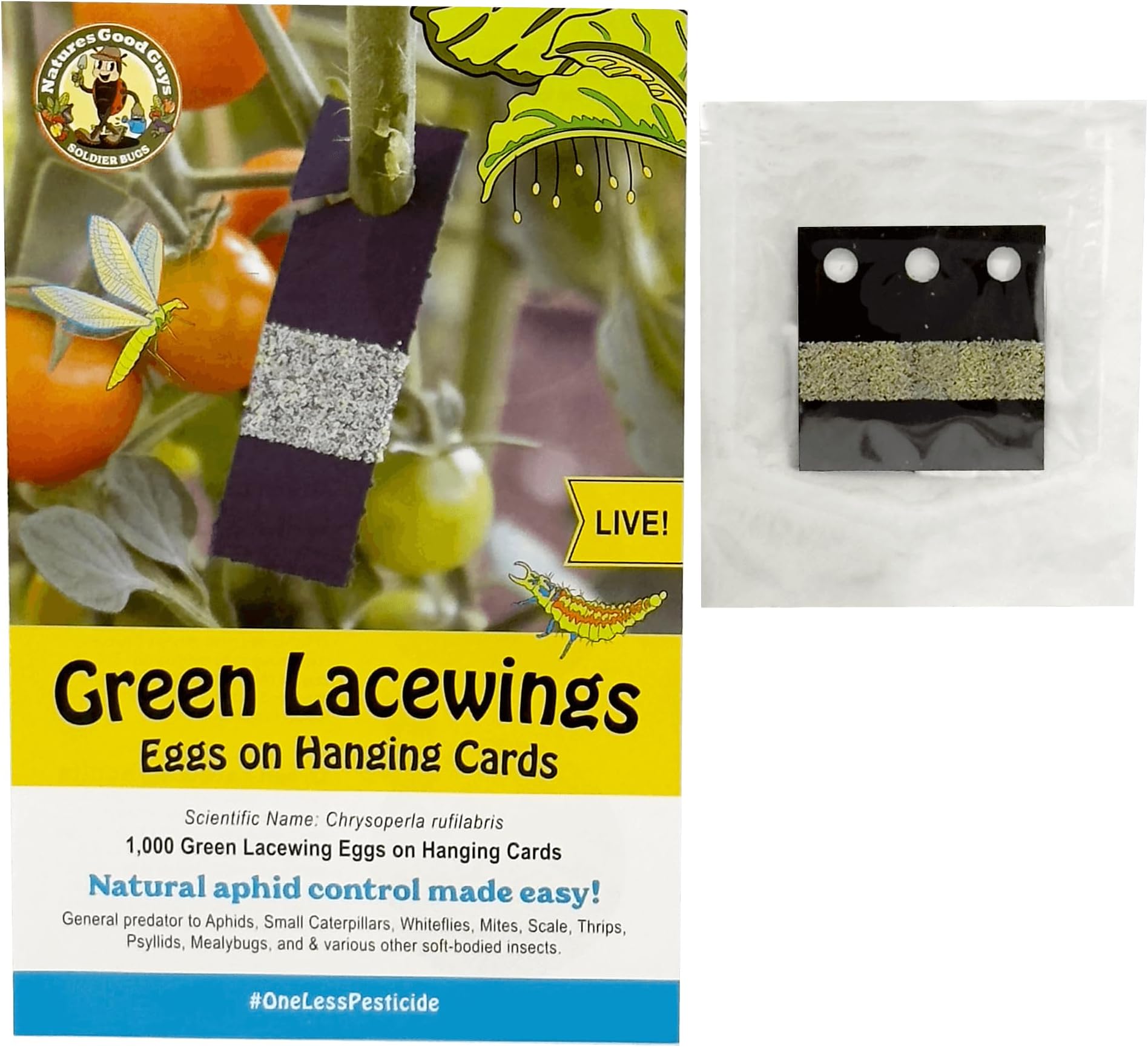 Green Lacewing Eggs on Hanging Card - 1000 Count