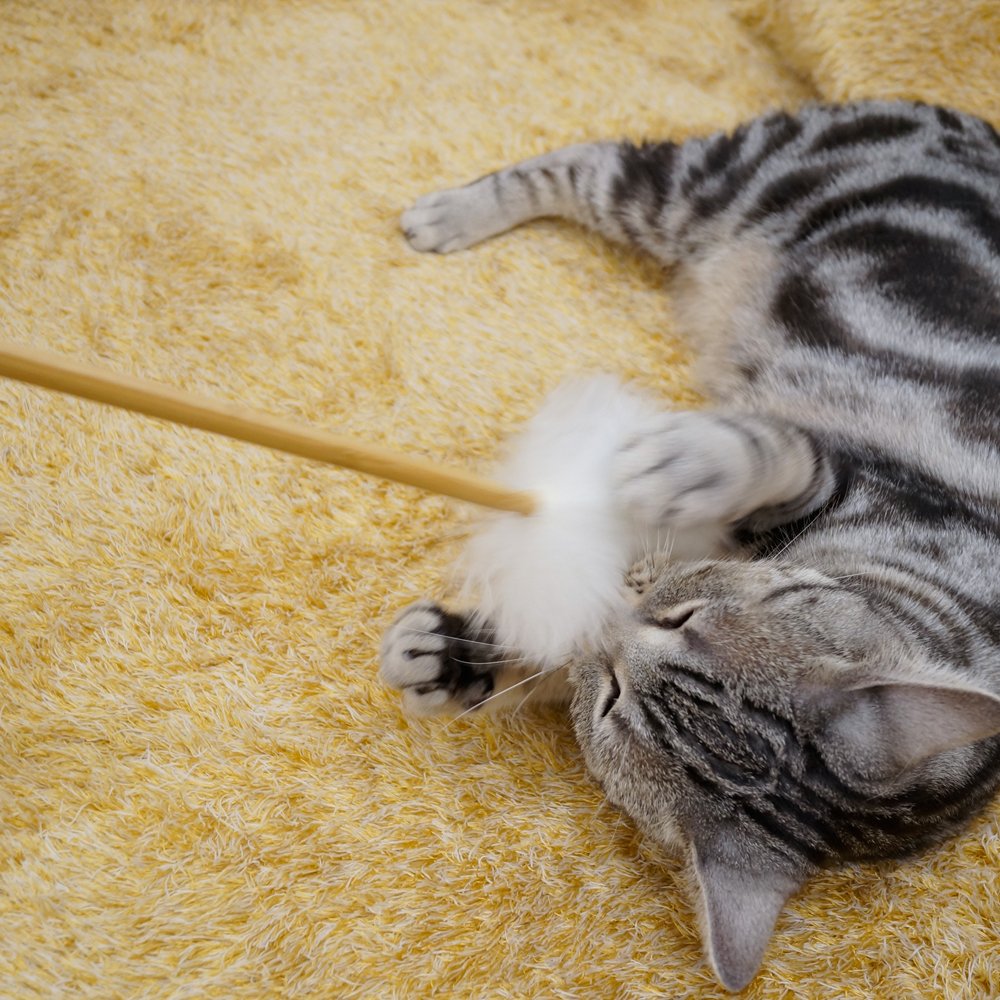 Amazon | キャティーマン (CattyMan) じゃれ猫 天然羊毛じゃらし