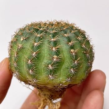 多肉植物　花サボテン　ロビビア属　L-22 （カキコ） 多肉植物 花サボテン ロビビア属 L-22 （カキコ）