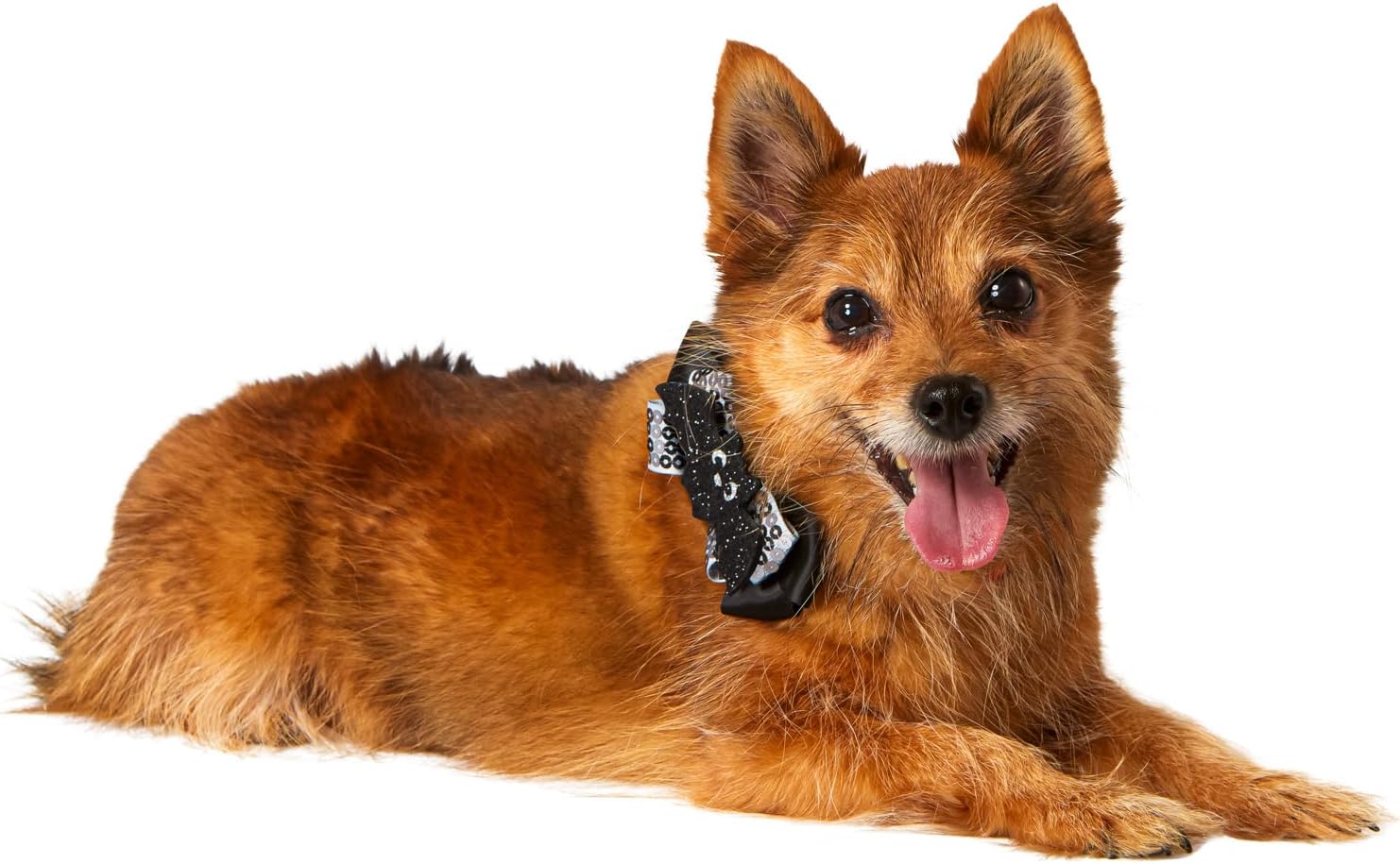 Rubies Spider & Bat Pet Collar Slide Set for Dogs or Cats, One Size