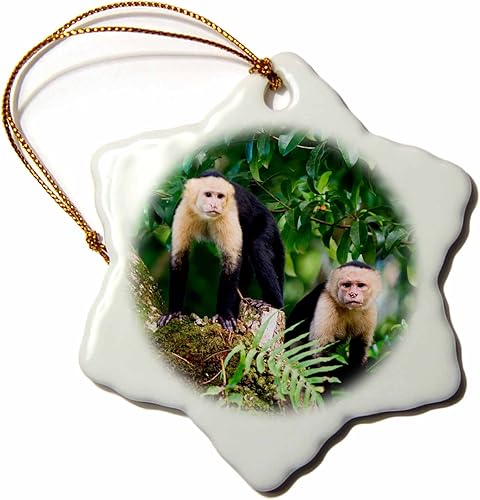 Adorno de copo de nieve 3D de Monos Capuchinos de Punta Banco-Costa Rica, 3 pulgadas