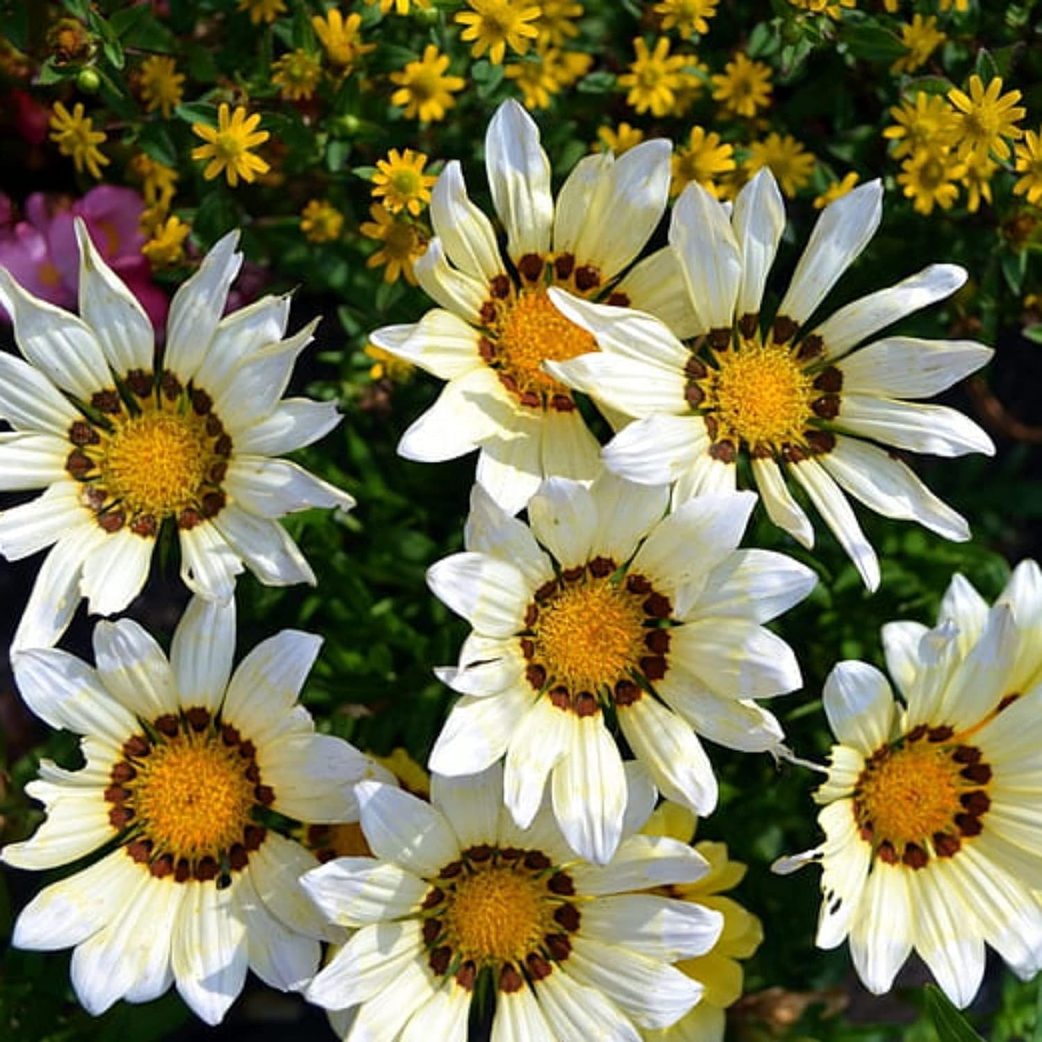 Gurveplantationi Gazania African Daisy Plant, Flowering Perennial Ground Cover, Varieties Hybrids Growing Indoor Medicinal Plant with Pot (White) (B0D6W2GHG4) Amazon Price History, Amazon Price Tracker