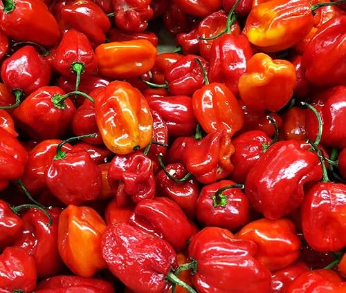 Miniatura 5 de Más de 35 semillas de pimiento picante para plantar habanero fantasma, mezcla de semillas de pimiento fantasma, rojo, naranja, amarillo, semillas de