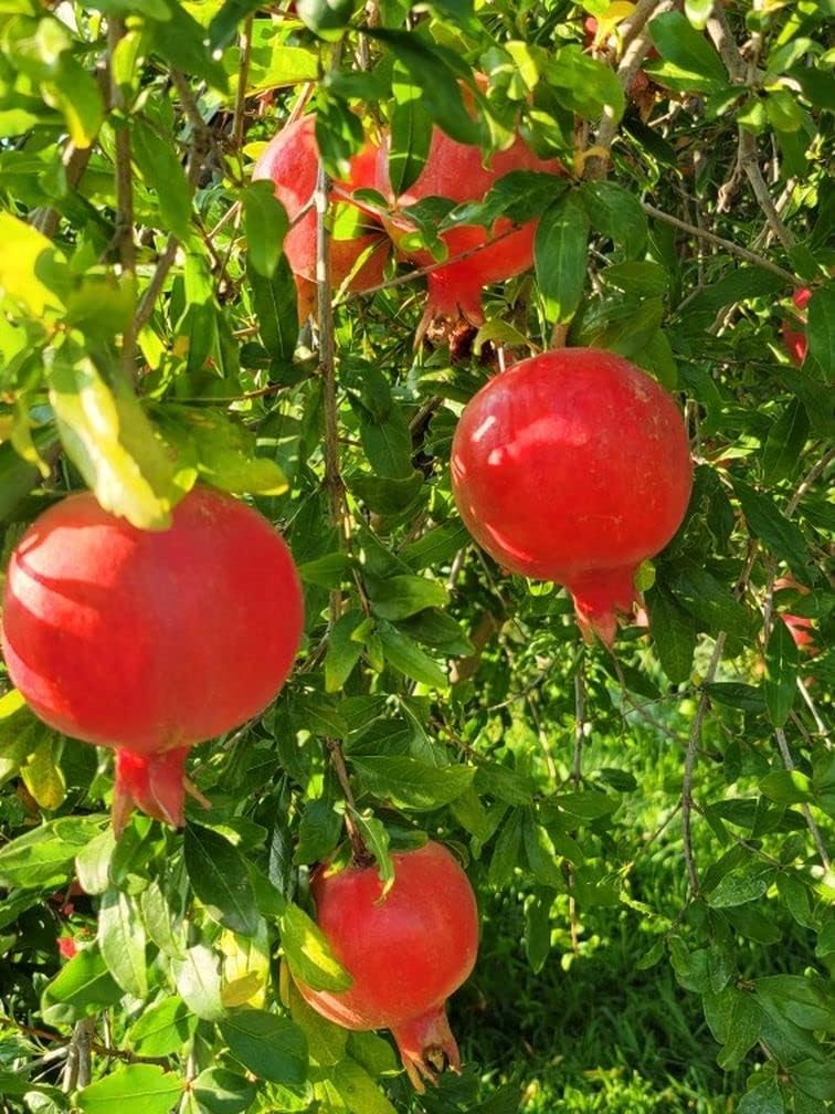 Russian Pomegranate Tree Considered The Sweetest of All Pomegranates (15 Gallon Potted)