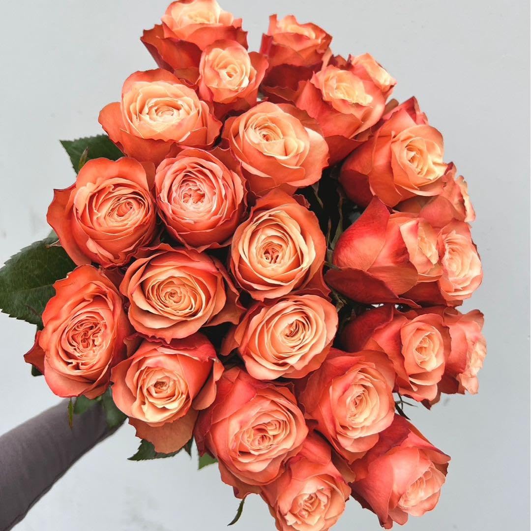 バラ苗　切りバラ苗　Whit♡ Kahal♡Rose苗 Amazon.co.jp: バラ苗 切りバラ苗Kahal?Rose苗 : ホビー