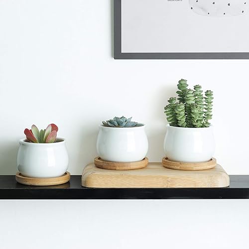 Miniatura 4 de T4U Macetas pequeñas para suculentas blancas con bandejas de bambú, macetas de cerámica para suculentas de interior con drenaje, contenedor pequeño
