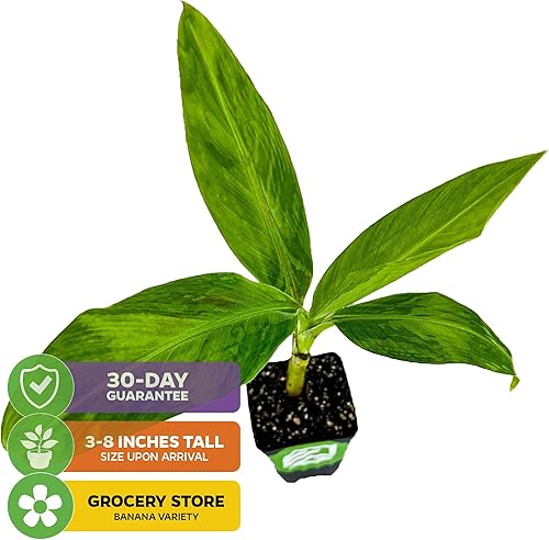 Miniatura 8 de Planta viva de helado, plátano, azul Java, Musa