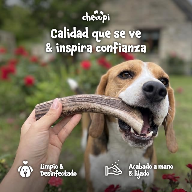 Foto 4 de 8 de Asta de Ciervo para Perro S - Mordedor Natural para Perros