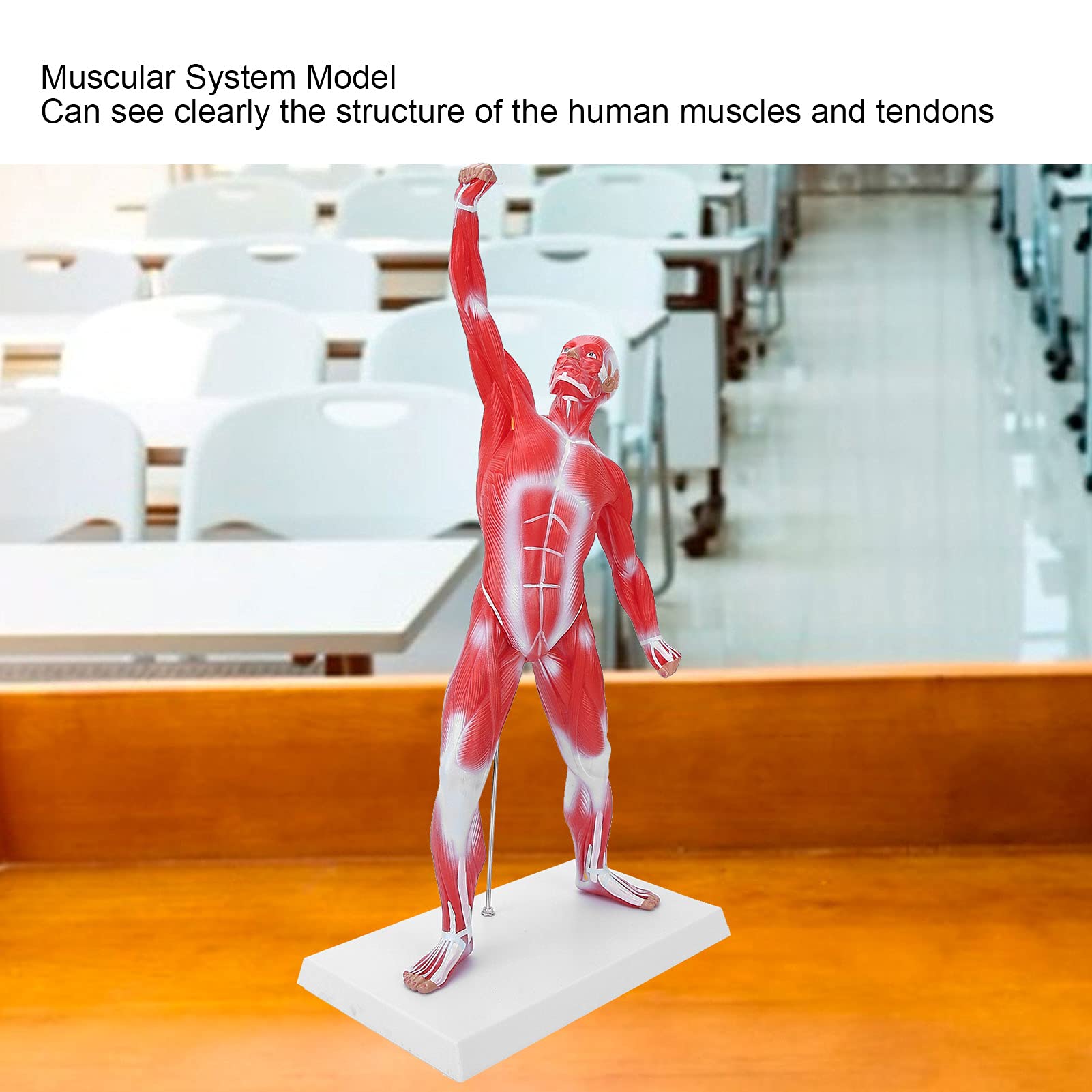Modello di anatomia muscolare umana, figura del sisteme muscolare, 50 cm, con consistenza muscolare di base e limpida, per l'insegnamento di fisiologia medica