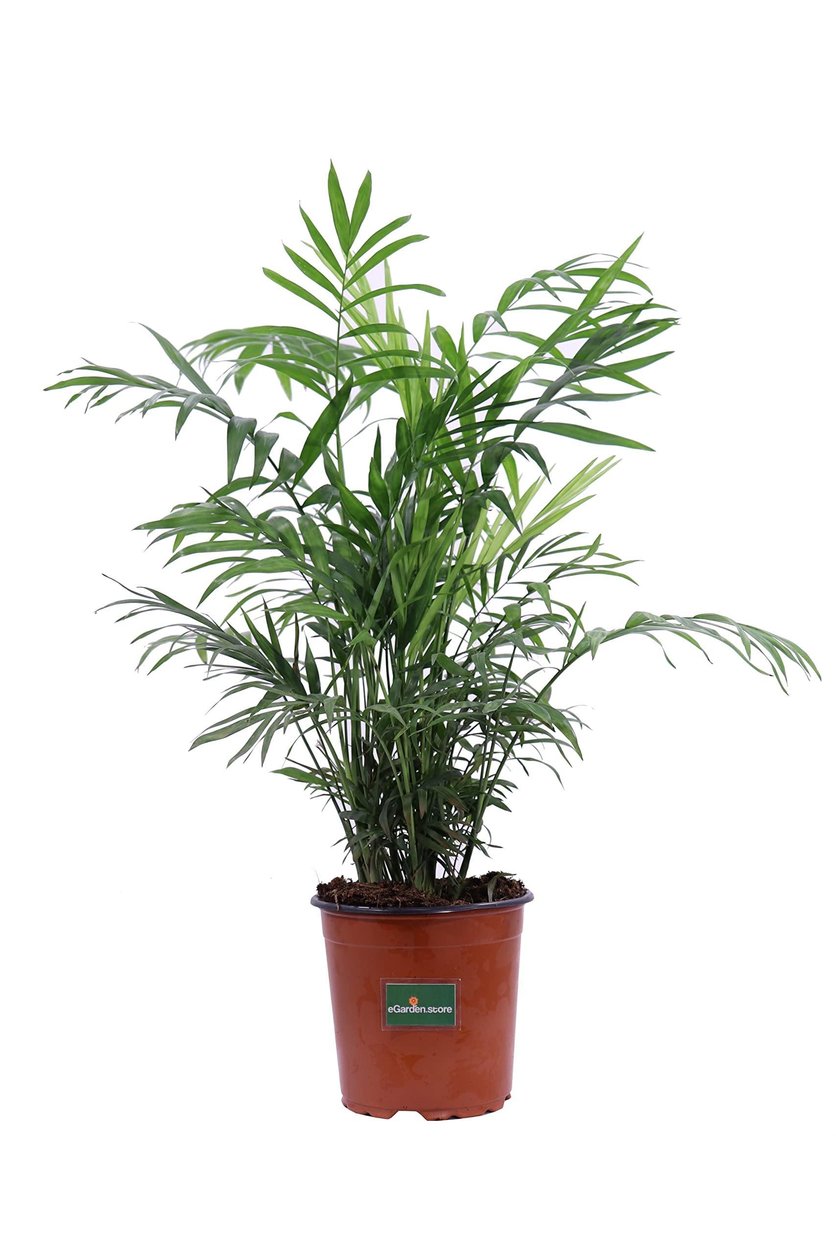 EGarden.store Chamaedorea Elegans (Palma Della Fortuna) – Pianta Vera Da Interno In Vaso 17 Cm (Altezza 45 Cm) - 3