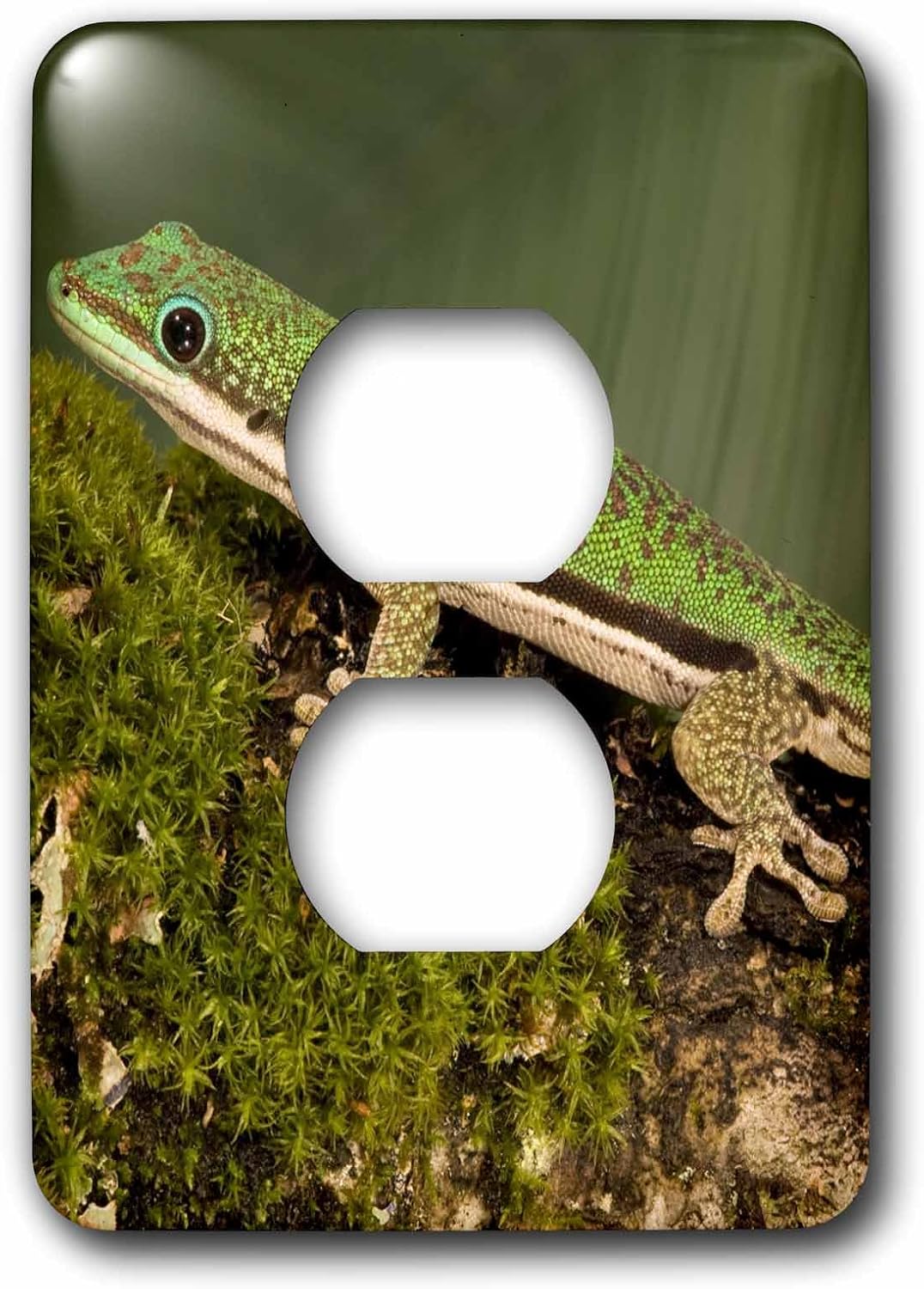 3dRose LLC lsp_94201_6 Lined Day Gecko Lizard, Madagascar Us39 Jmc0036 Joe & Mary Ann Mcdonald 2 Plug Outlet Cover