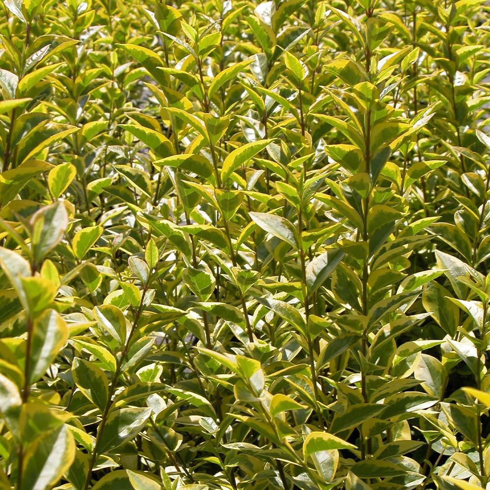 Gold-Liguster, Ligustrum ovalifolium 'Aureum', immergrn, goldgelb, Hecke,  pflegeleicht, Gartengestaltung : Amazon.de: Garten