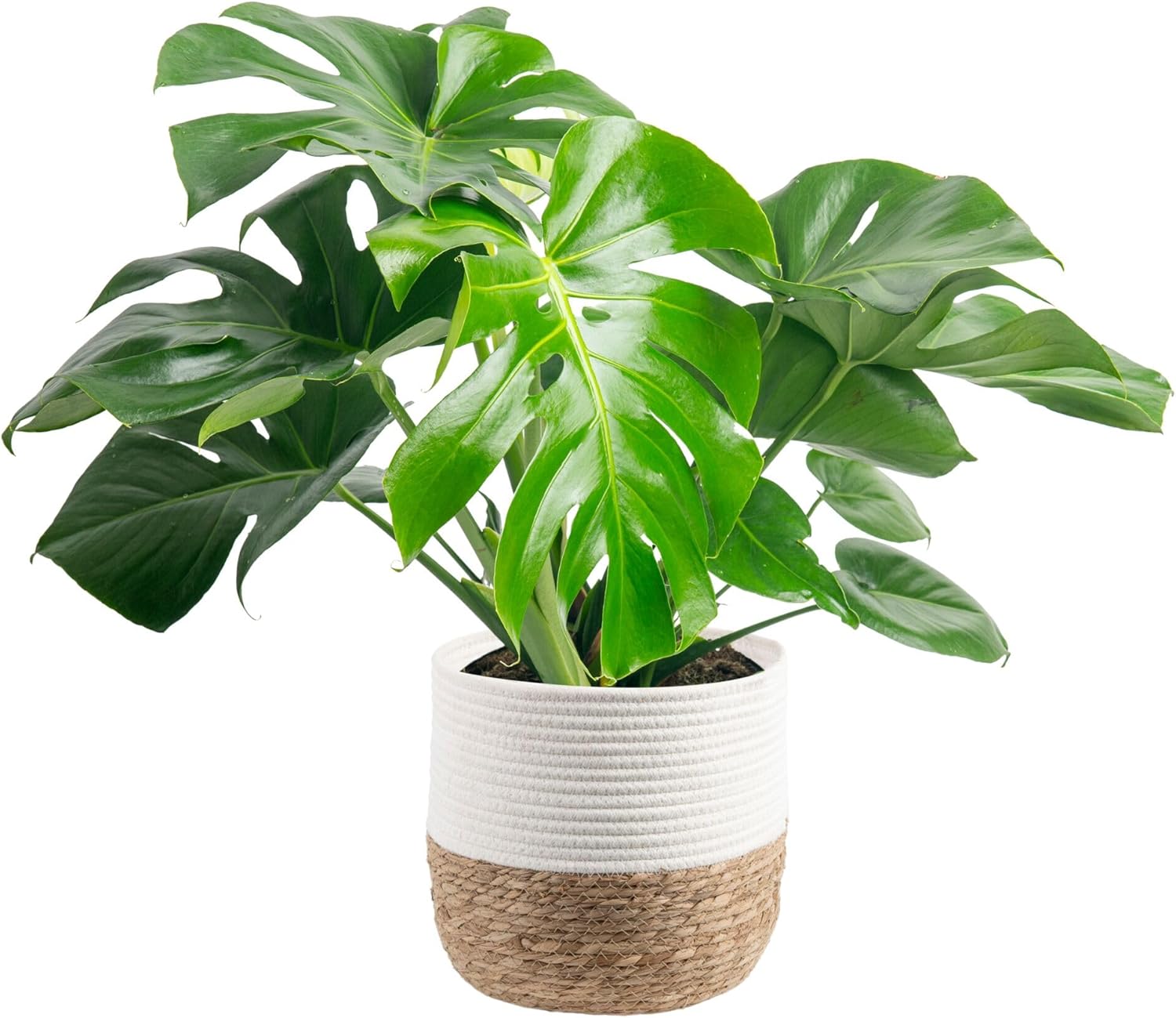 Costa Farms Monstera, Swiss Cheese Live Plant in Decorative Pot, Large Indoor Houseplant, Perfect for Home, Room, or Office Decor, Great House Warming or Birthday Gift, 2-3 Feet Tall