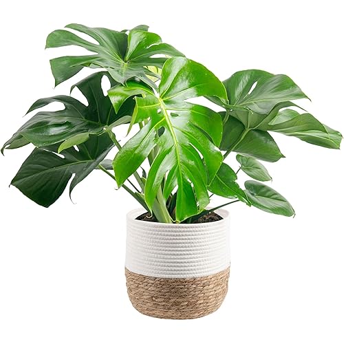 Costa Farms Monstera Plant, Easy to Grow Live Plant, Tropical Houseplant Potted in Indoor Garden Plant Pot, Potting Soil, Housewarming or Birthday Gift, Home, Office, and Room Decor, 2-3 Feet Tall