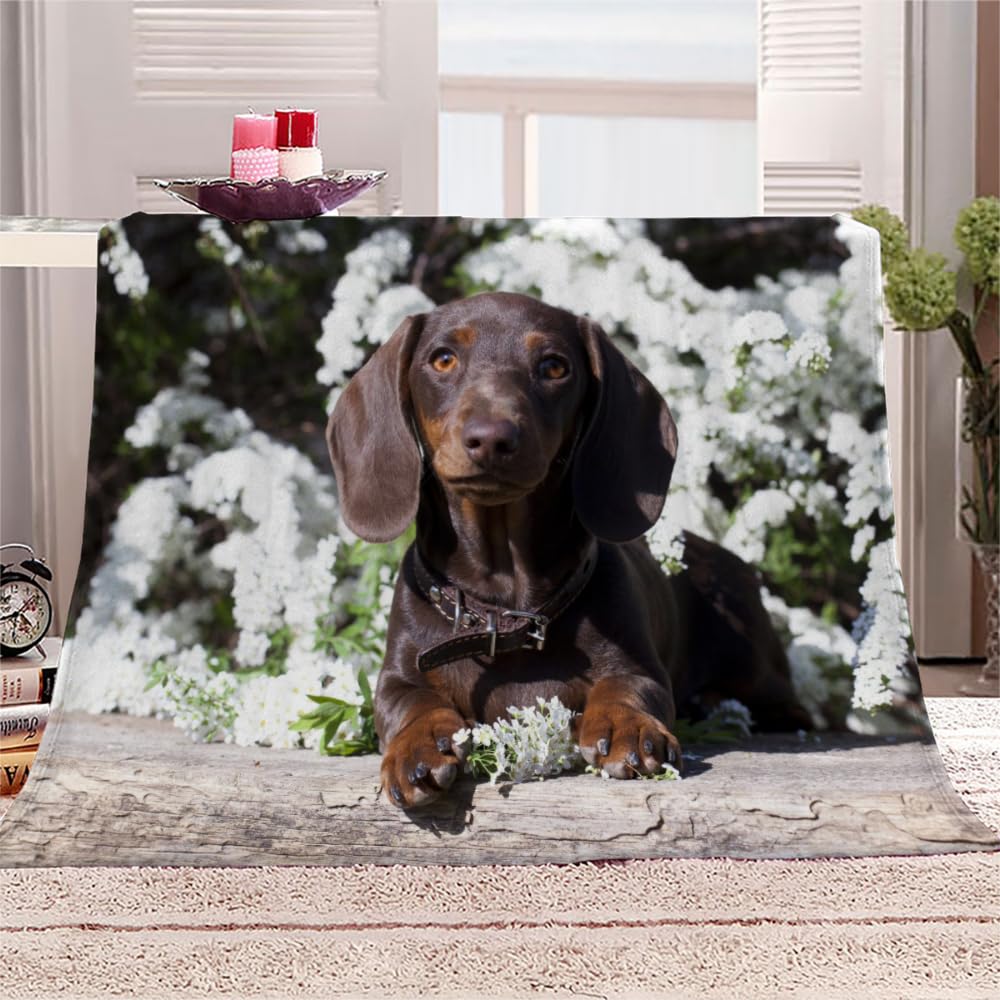 Dachshund Throw Blanket Dog Animal 3D Print Flannel Fleece Blanket Soft Warm Cozy Blanket for Bed Couch and Sofa Fluffy Plush Blanket for Adults Kids Girls Boys 28"x40"
