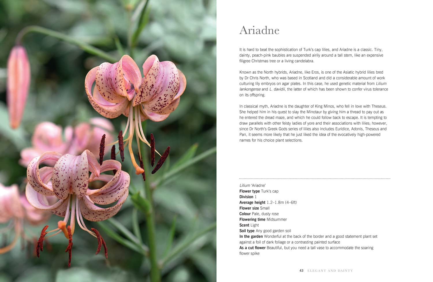 Lilies: The ultimate flower guide for growing, flowering and cutting varieties for the home and gardening