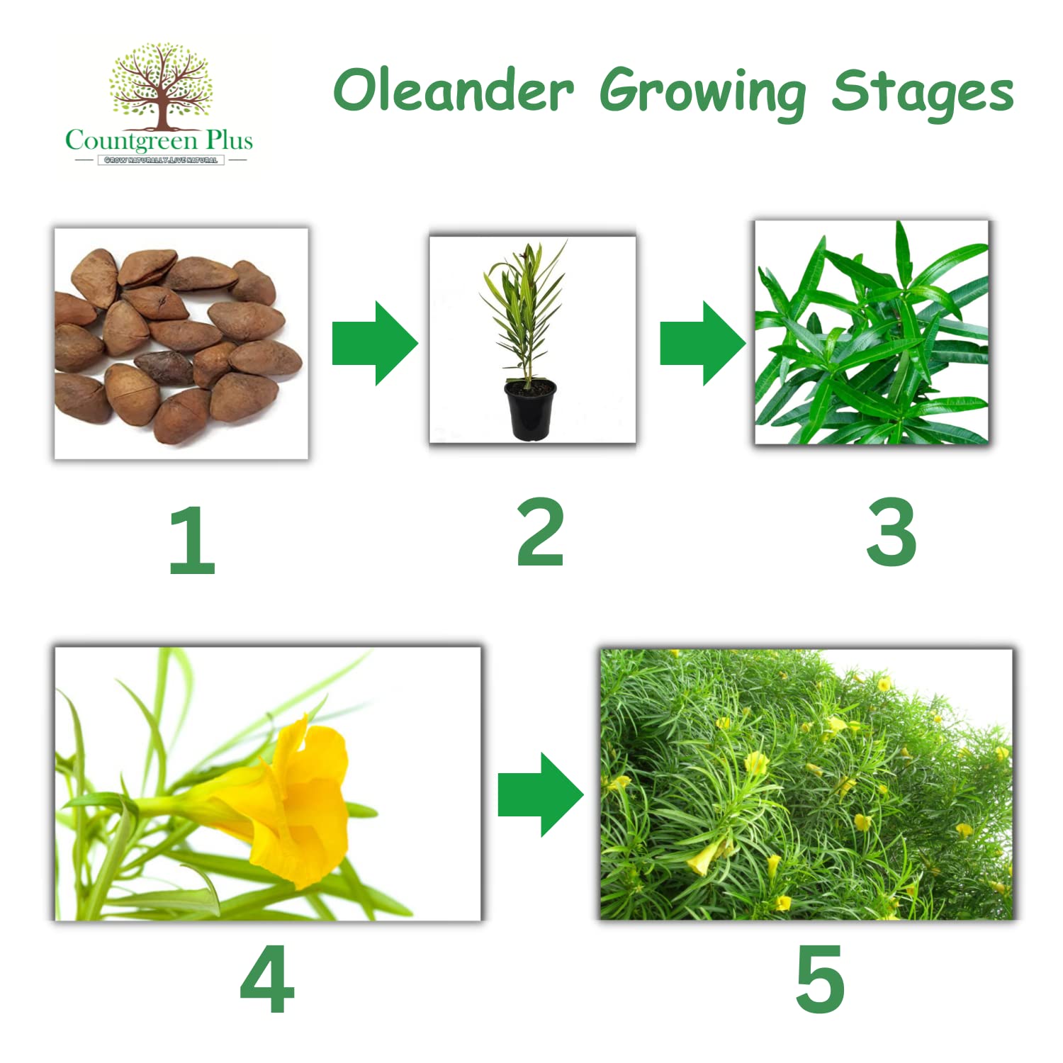 Yellow Oleander Seeds - Pack of 5 -3 Yellow Oleander Seeds - Pack of 5 -3