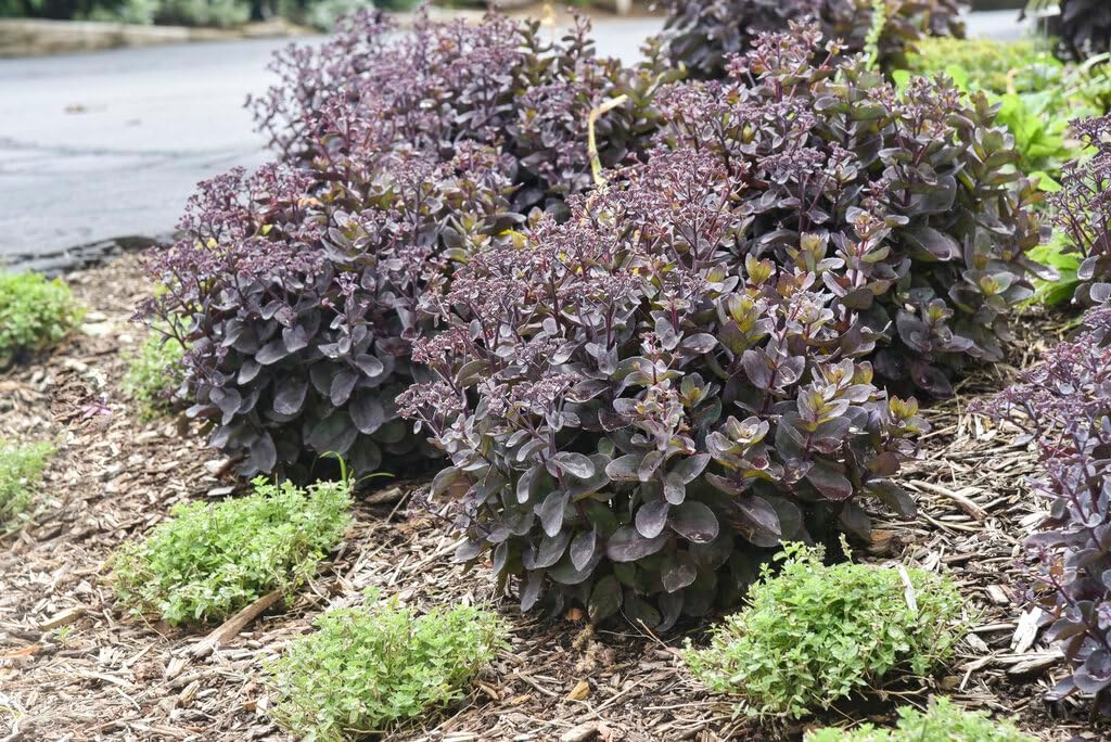 Live Plant from Green Promise Farms - Proven Winners, Sedum Rock 'N Grow 'Back in Black' Stonecrop, red Flowers - #1 Gallon Size Container - Does NOT Ship to AZ, CA, HI, ID, MT, NV, OR, PR, UT & WA!!